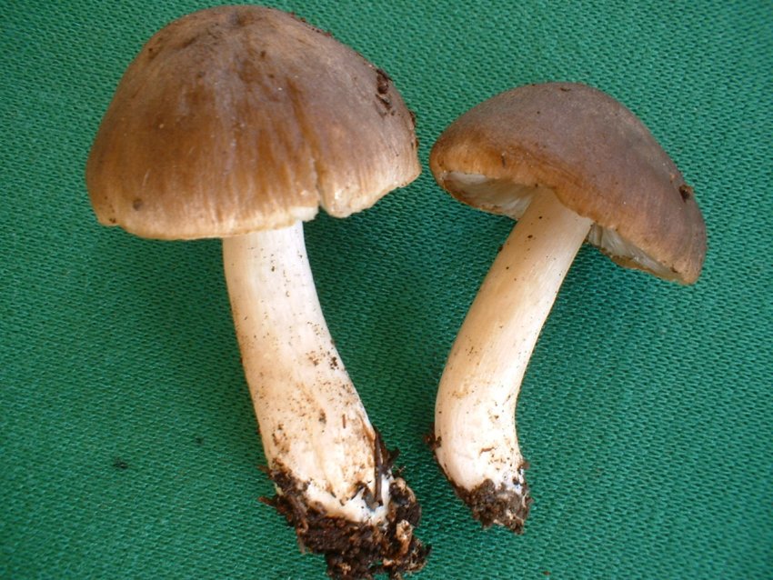 Tricholoma pessundatum ??